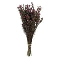 thumbnail image 1 of 12-22 in. Violet Phylica with 5-6 oz Bundle, 1 of 1
