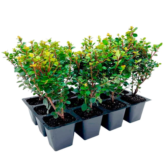12 African Boxwood Myrsine – Dense Evergreen Shrub for Low Hedges, Borders & Topiary Landscapes (Myrsine africana) in 2.5” Cubes, Live Plants