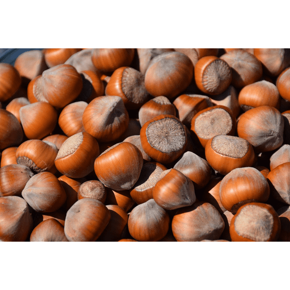 12 American Hazelnut Tree Seeds for Planting, Corylus americana Sweet Nut Seeds