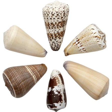 12 Assorted Cones 2-3" (Set of 12)