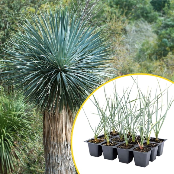 12 Beaked Yucca Succulents, Live Plants in 2.5" Cubes (Yucca rostrata) Large Tree-Like Evergreen Succulent with Narrow Blue-Green Foliage for Drought-Tolerant Xeriscaping, Borders & Landscaping