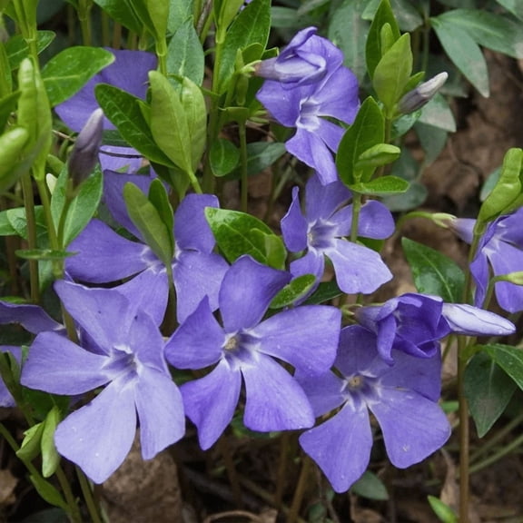 12 Blue Vinca Plants Live Vinca Major Periwinkle Vine Evergreen Creeping Ground Cover Vine 3-6"Tall
