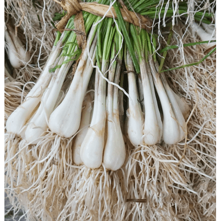 12 Bulbs Leek Allium Onion Japanese Rakkyo Tubers, Onion Bulbs for Planting