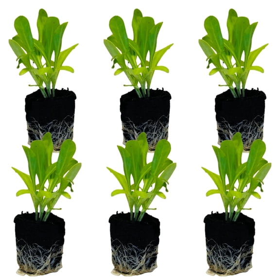 12 Calendula Seedlings: Ready-to-Plant, Starts, Starters, Plugs, Garden Ready, Live Plants, Transplants, Pre-Sprouted, Soil & Hydroponic Gardens (12 Seedlings)