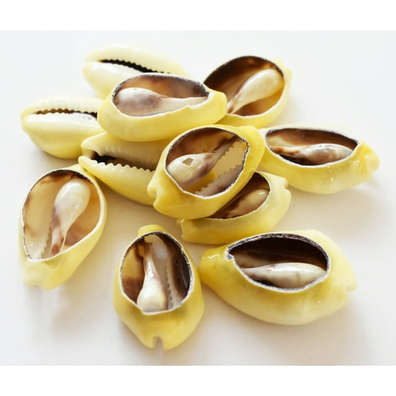 12 Center Cut Money Cowrie Shells (1-1.5"/25-37 mm) Beach Ocean Crafts Jewelry Nautical Decor