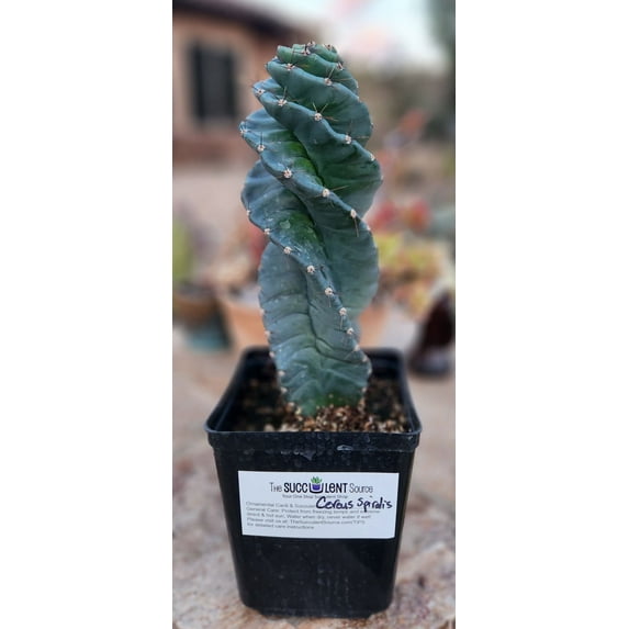 12" Cereus Spiralis aka Spiral Cactus, Tornado Cactus, Twist Cactus aka Spiral Cactus, Tornado Cactus, Twist Cactus