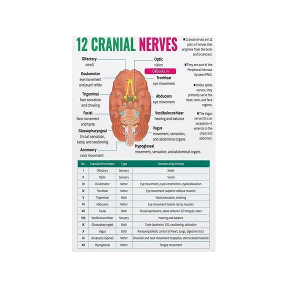 12 Cranial Nerves Diagram Metal Sign Educational Wall Art for Medical Student Study Room Decor 8 X 12 in