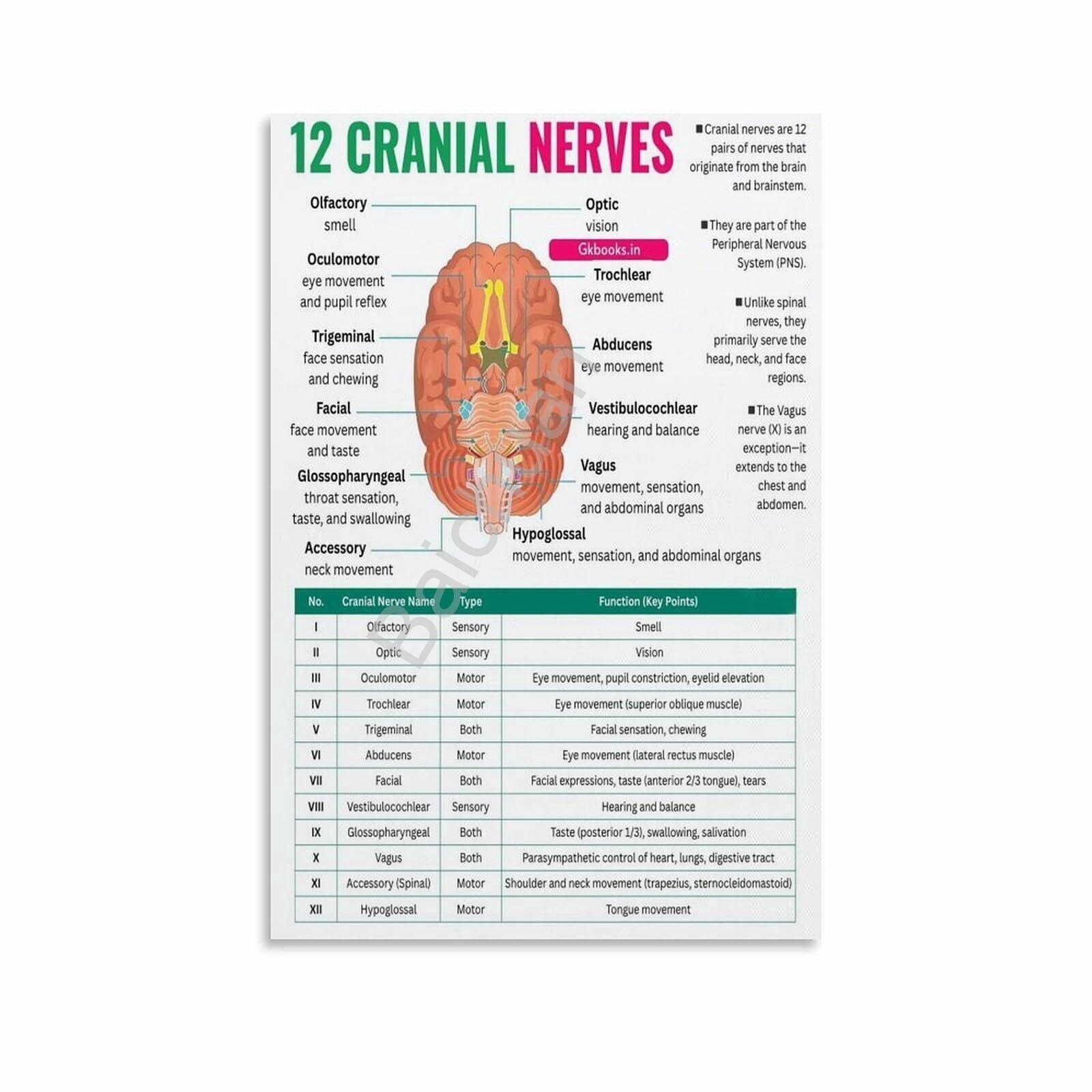 12 Cranial Nerves Poster Nursing Cheat Sheet Canvas Painting Wall Art ...