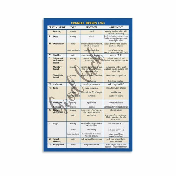 12 Cranial Nerves Poster Nursing Cheat Sheet Clinic Wall Art (1) Canvas Painting Wall Art Poster for Bedroom Living Room Decor