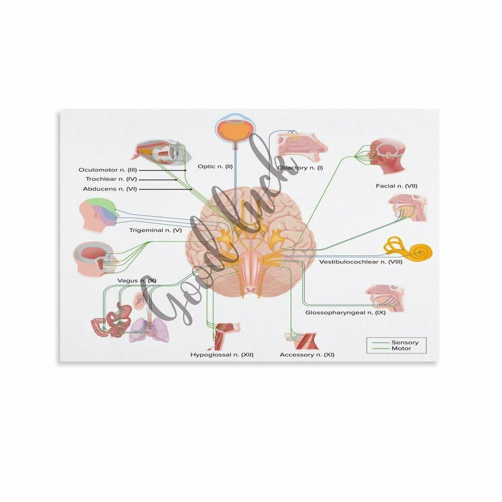 12 Cranial Nerves Poster Nursing Cheat Sheet Clinic Wall Art (10 ...