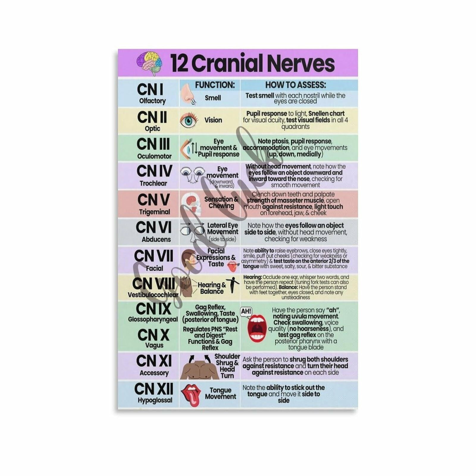 12 Cranial Nerves Poster Nursing Cheat Sheet Clinic Wall Art (12 ...