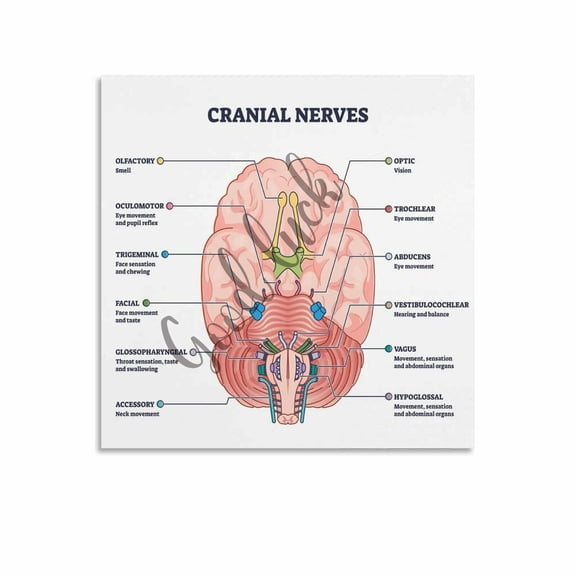 12 Cranial Nerves Poster Nursing Cheat Sheet Clinic Wall Art (3) Canvas Painting Posters And Prints Wall Art for Living Room Bedroom Decor