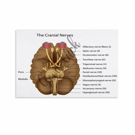 12 Cranial Nerves Poster Nursing Cheat Sheet Clinic Wall Art (4) Canvas Painting Posters And Prints Wall Art for Living Room Bedroom Decor