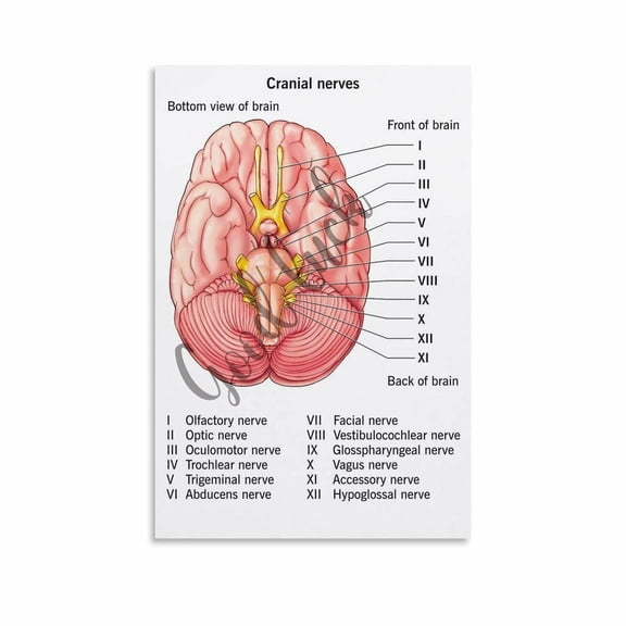 12 Cranial Nerves Poster Nursing Cheat Sheet Clinic Wall Art (8) Canvas Painting Wall Art Poster for Bedroom Living Room Decor poster