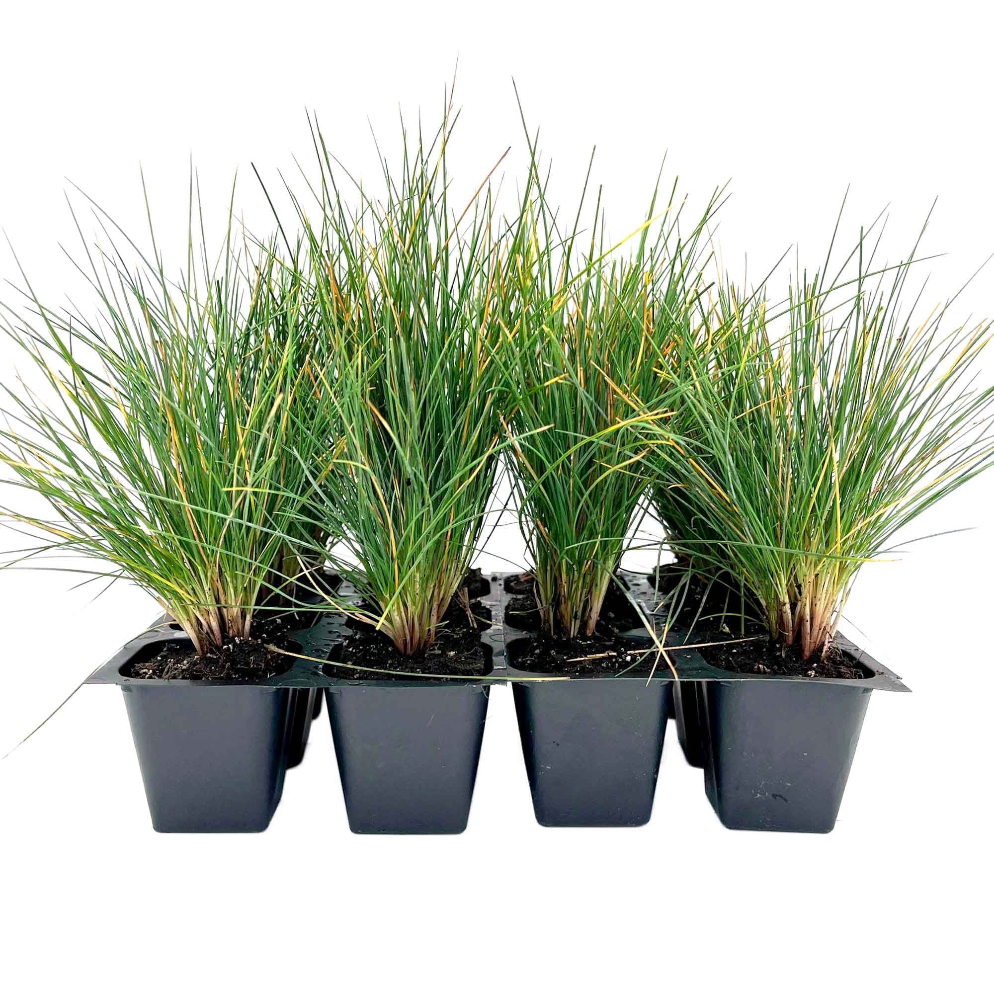 12 Elijah Blue Fescue – Compact Silvery-Blue Evergreen Ornamental Grass for Borders, Edging & Rock Gardens (Festuca ovina ‘Elijah Blue’) in 2.5” Cubes, Live Plants