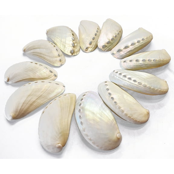 12 Extra Large Pearl Abalone Shells 3" and up Beach Wedding Seashells Crafts Nautical White