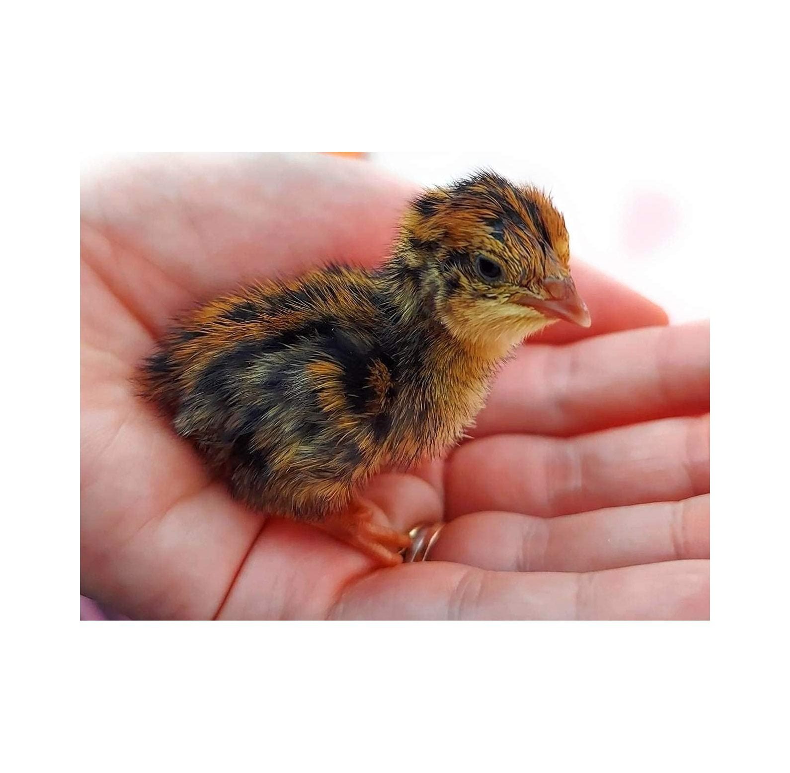 12 Fertile Coturnix Quail Hatching Eggs