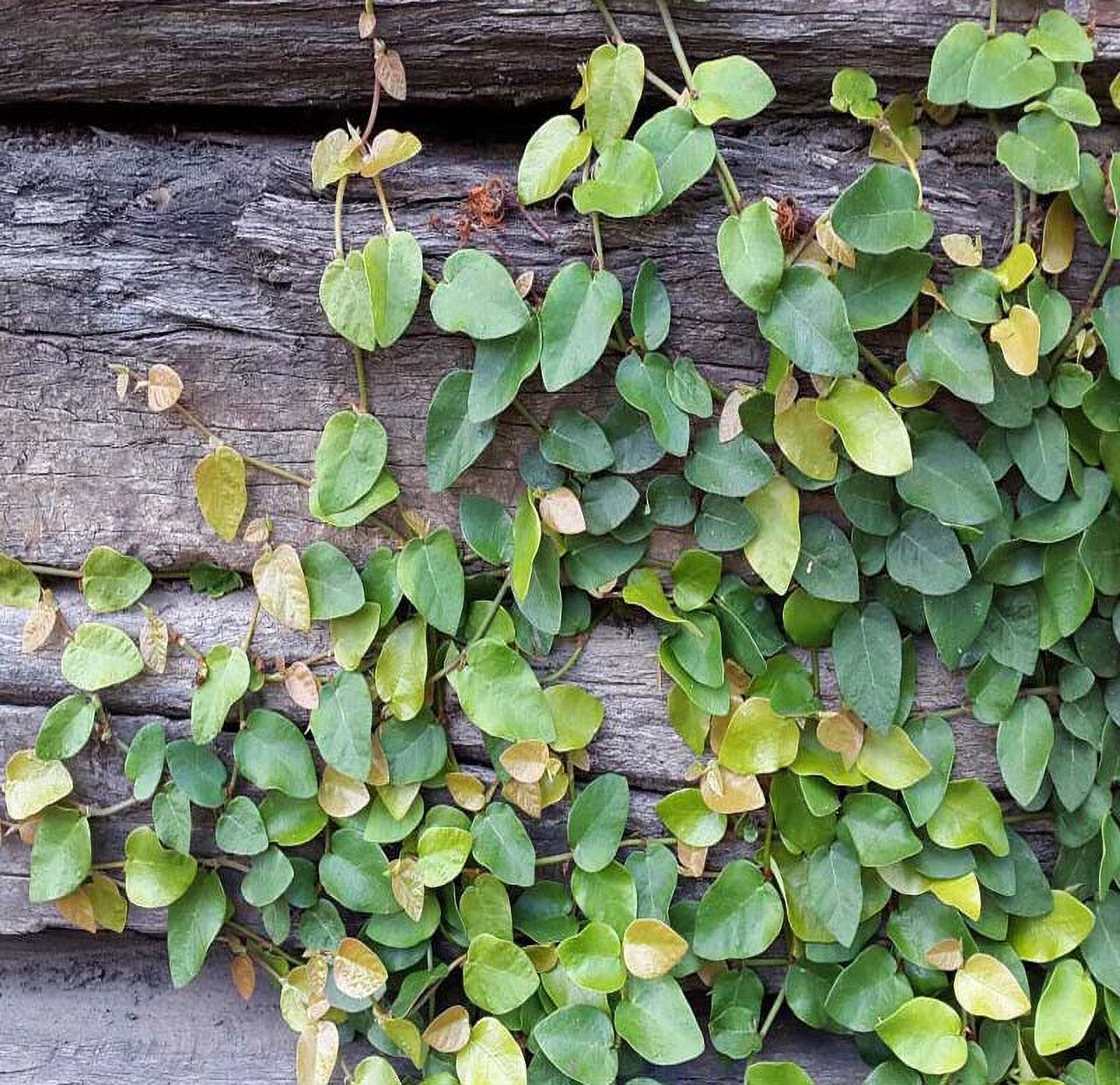 12 Ficus pumila Creeping Fig Vine Live Plants
