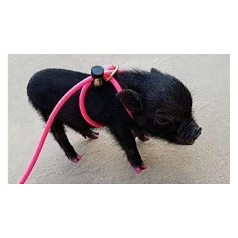 12 Foot Mini Pig Harness Adjustable Harness Leash for All Animals Pigs Rabbits Guinea Pigs Dogs Cats Reptile and Chickens Walmart