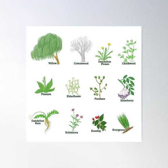 12 Foraging Plants Poster Wall Art, Modern Wall Decor For Living Room Bedroom, 8x12 UNFRAMED