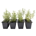 thumbnail image 1 of 12 Golden Lemon Thyme (Thymus citriodorus ‘Golden’) | Variegated Yellow-Green Evergreen Culinary Herb with Lemon-Scented Leaves | 2.5” Nursery Cubes, Ready-to-Plant Live Starter Plants, 1 of 9