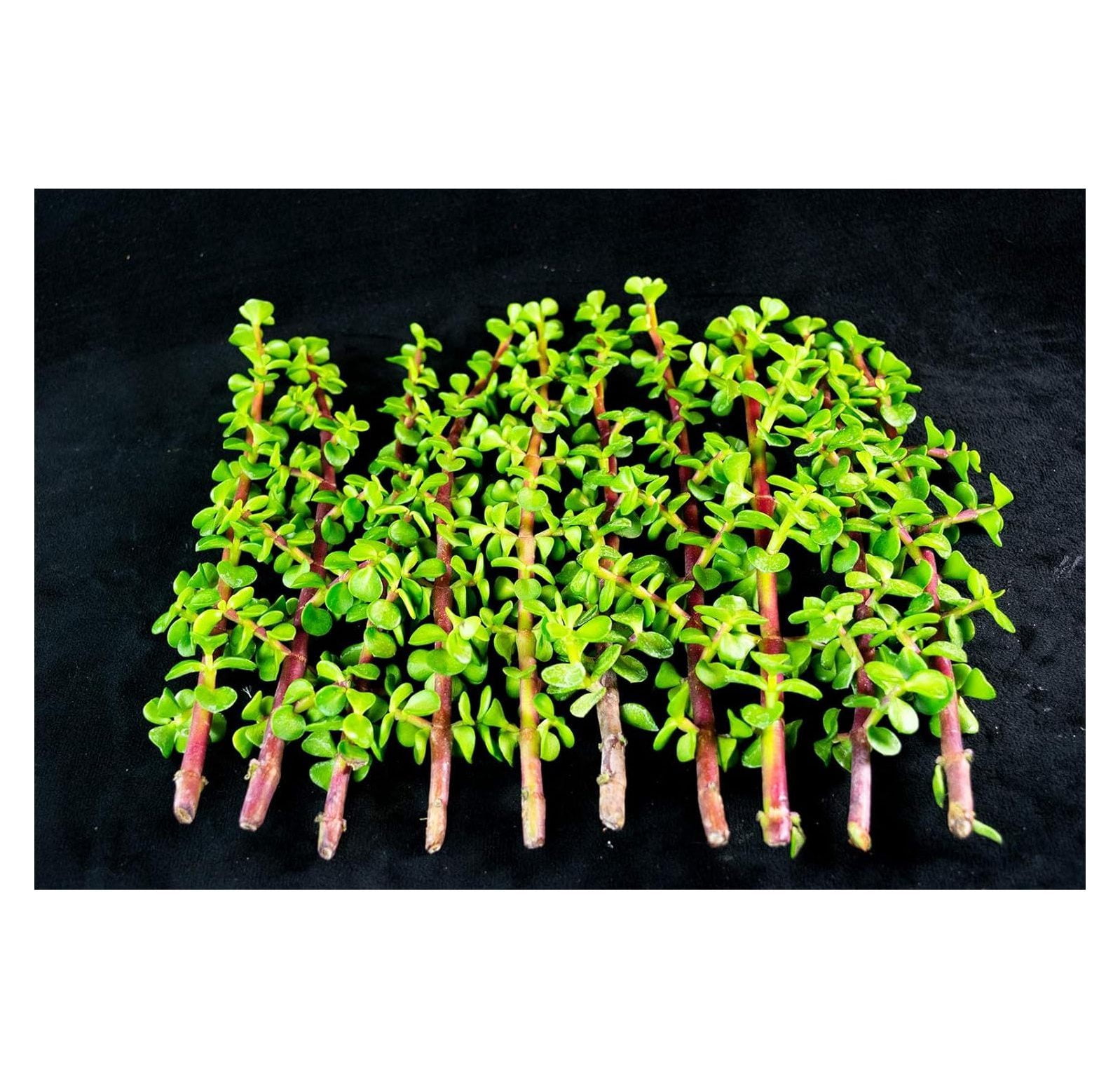 amazon artificial succulents 11” Mixed Succulents Artificial Plant in Small Terra Cotta Vase main image 0