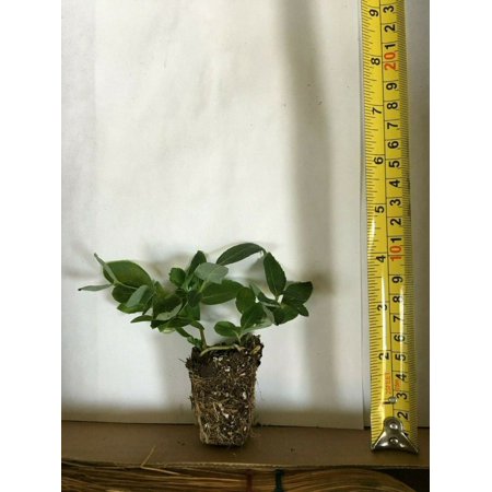 12 Jack Frost Ligustrum - These are Small Starter Plants Less Than 12 inches.