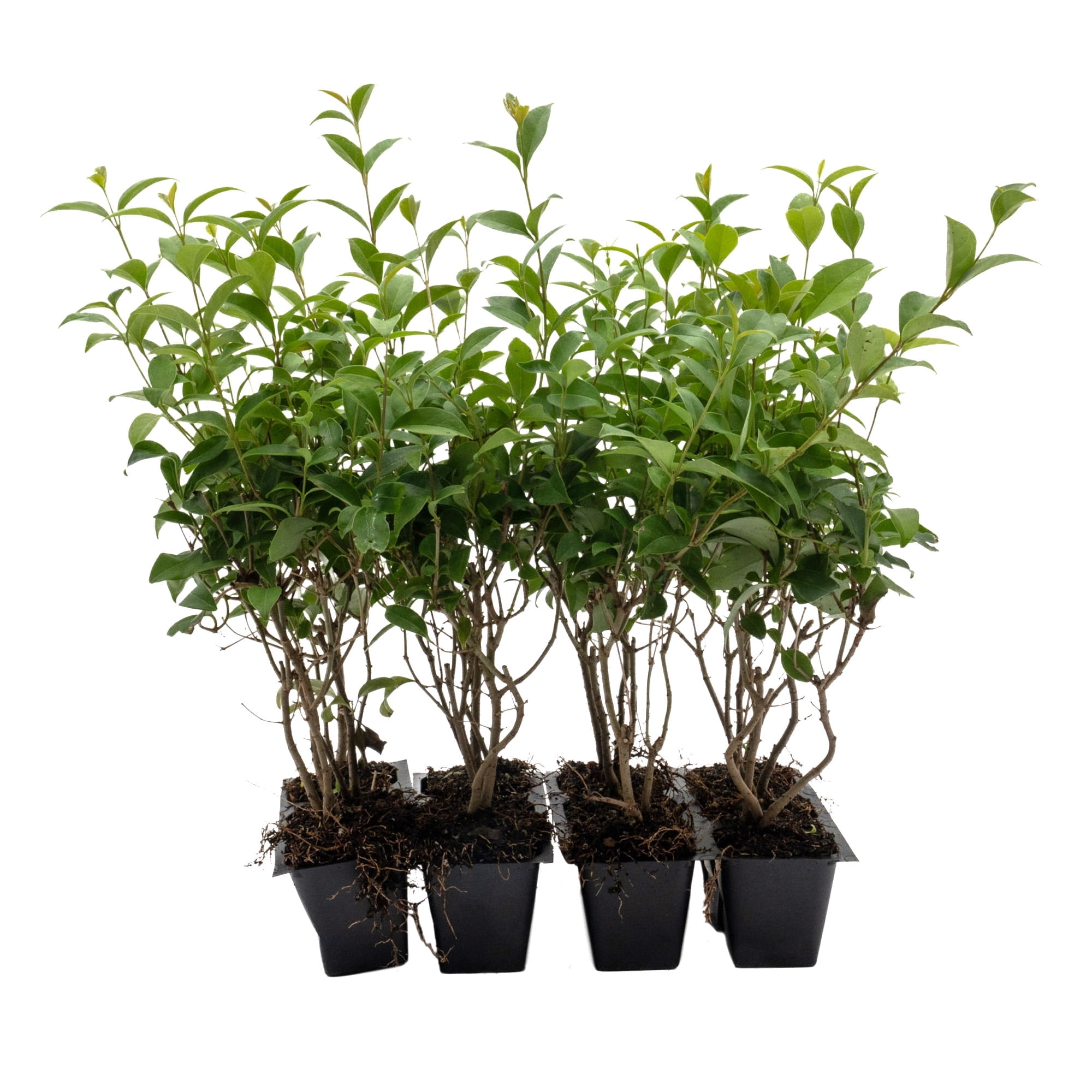 philodendron online shop Philodendron Cordatum - Low Light Air-purifying Houseplant main image 0