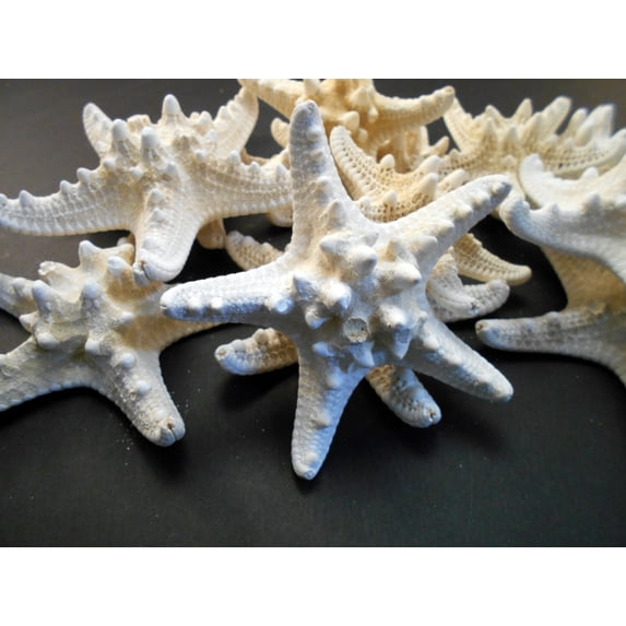 12 Large Knobby White Starfish 5"- 6" Beach Cottage Wedding Decor Nautical Crafts