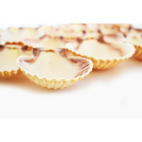 12 Large Mexican Deep Cup Scallop Shells (3-3.5") Baking, Beach Crafts & Decor, Restaurant Style Seafood Appetizer