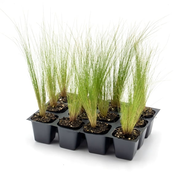 12 Mexican Feather Grass – Fine Textured Ornamental Grass with Silky Plumes for Borders & Mass Plantings (Nassella tenuissima) in 2.5” Cubes, Live Plants