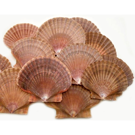 12 Mexican Flat Scallop Shells Seashells Large 3" Crafts Coastal Beach Cottage (12 Pack)