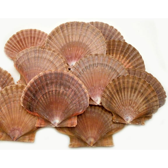 12 Mexican Flat Scallop Shells Seashells Large 3" Crafts Coastal Beach Cottage (12 Pack)