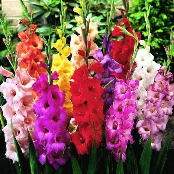 12 Mixed Gladiolus Flower Bulbs - 12 Bulbs Assorted Colors