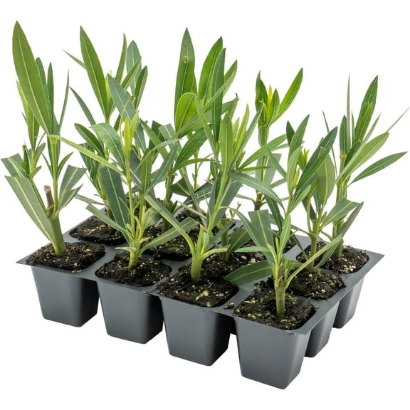 12 Nerium Red Oleander Shrubs | Deer-Resistant Evergreen | Stunning Red Blooms for Outdoor Landscaping