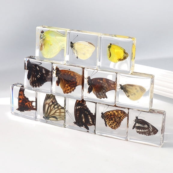 12 PCS Real Butterfly in Resin Specimen Educational Insect Collection