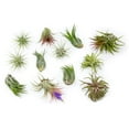 thumbnail image 1 of 12 Pack Assorted Ionantha Air Plants - Wholesale - Bulk - Live Tillandsia - Easy Care House Plants - Succulents - 30 Day Guarantee, 1 of 12