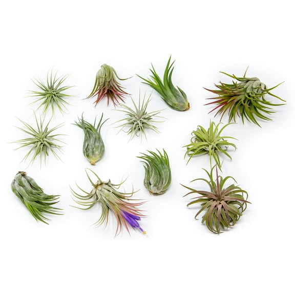 12 Pack Assorted Ionantha Air Plants - Wholesale - Bulk - Live Tillandsia - Easy Care House Plants - Succulents - 30 Day Guarantee