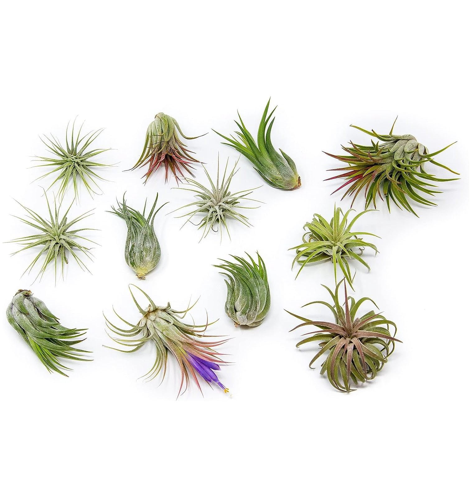 12 Pack Assorted Ionantha Air Plants Wholesale and Bulk Succulents
