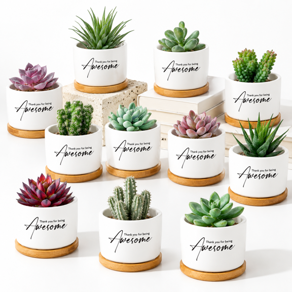 12 Pack Housekeeping Week Gift Bulk Succulent Ceramic Mini Pots