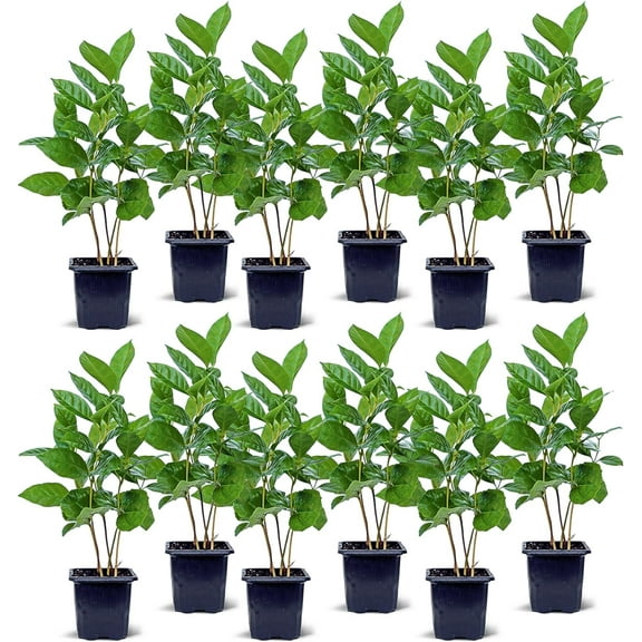 12 Pack Live Coffee Plant, Coffea Arabica, Coffee Tree, Arabian Coffee, Indoor Potted Houseplant, Birthday Gift, Gardening Gift, Plant Lover Gift, Thank You Gift in 3" Pot