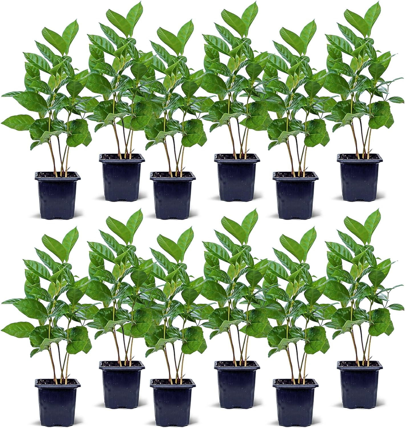 12 Pack Live Coffee Plant, Coffea Arabica, Coffee Tree, Arabian Coffee, Indoor Potted Houseplant, Birthday Gift, Gardening Gift, Plant Lover Gift, Thank You Gift in 3" Pot
