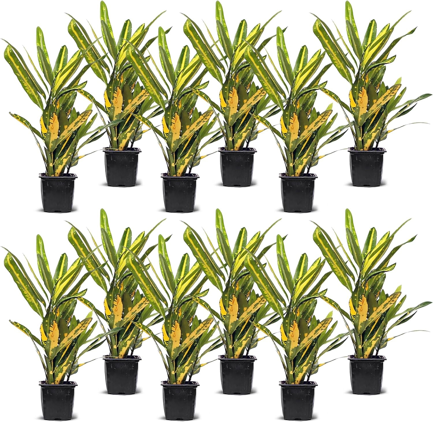 12 Pack Live Croton Sunny Star, Indoor Potted Houseplant, Variegated Plant,  Mom Birthday Gift, Sympathy Gift, Thank You Gift, Wedding Decor,  Housewarming Gift in 3" Pot - Walmart Business Supplies