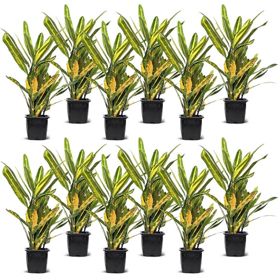 12 Pack Live Croton Sunny Star, Indoor Potted Houseplant, Variegated Plant, Mom Birthday Gift, Sympathy Gift, Thank You Gift, Wedding Decor, Housewarming Gift in 3" Pot