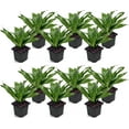 thumbnail image 1 of 12 Pack Live Janet Craig Compacta Dracaena, Dwarf Dracaena, Indoor Potted Houseplant, Office Gift, Gardener Birthday Gift, Housewarming Gift, Sympathy Gift in 3" Pot, 1 of 5