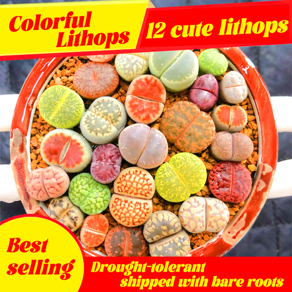 12 Pack Live Lithops Succulent Plants, Assorted Living Stones Plants for Indoor Decor
