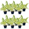 thumbnail image 1 of 12 Pack Live Marble Queen Pothos, Indoor Potted Houseplant, Housewarming Gift for The First Home, Variegated Plant, Plant Mom Dad Gift, Sympathy Gift, Thank You Gift in 3" Pot, 1 of 5