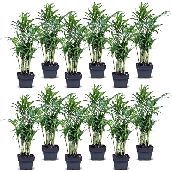 12 Pack Live Parlor Palm, Chamaedorea Elegans, Neanthe Bella, Indoor Potted Houseplant, Christmas Gift for Co-worker, Plant Mom Dad Gift, Live Decor, Birthday Gift in 3" Pot