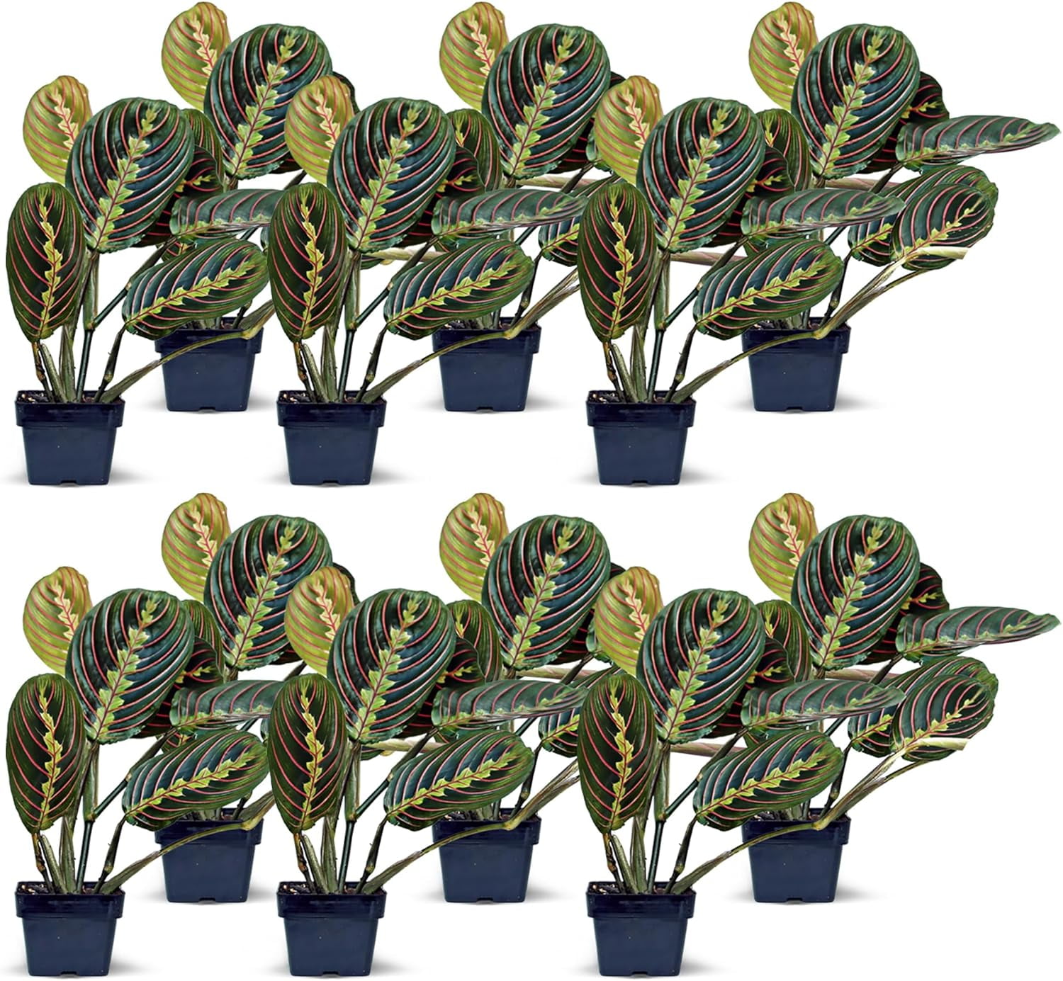 12 Pack Live Red Maranta, Red Prayer Plant, Indoor Potted Vine ...