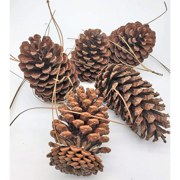 12 Pack Pine Cones 4" - 5" Real All Natural Pinecones in Bulk (Unscented) Various Size - Perfect for Arts and Crafts, Home Decor Accent Vase Filler. (4-5 Inch)